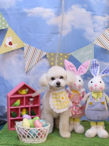 20240310ポコちゃん